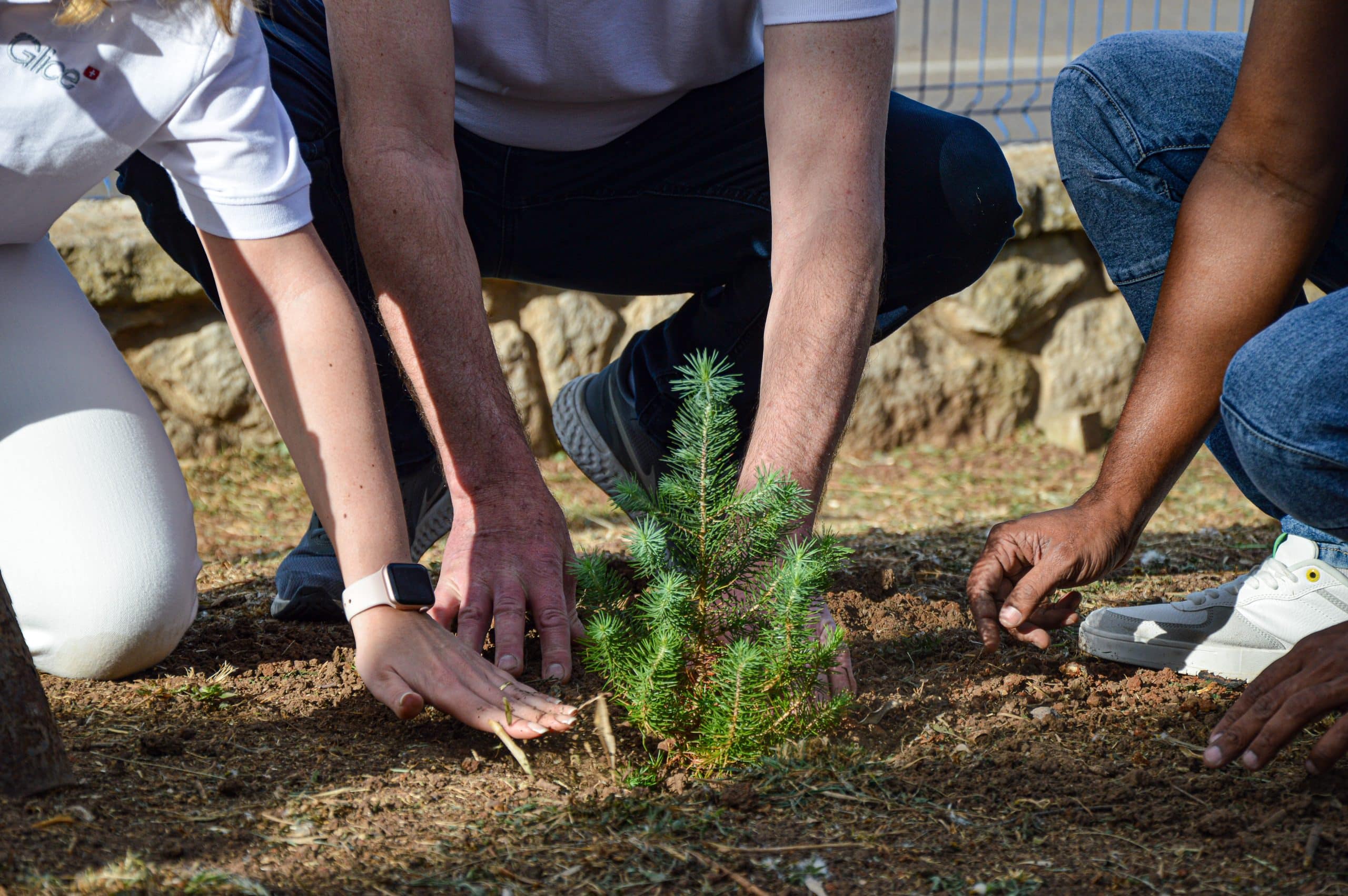 Glice team planting a tree through the reforestation program